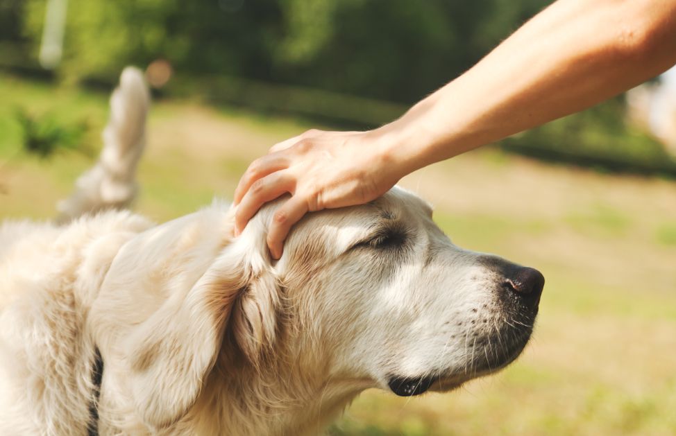 Che Razza è Il Cane Della Pubblicità Scottex